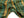 Studio D'Artisan Men's Flannel Plaid Work Shirt, Heavyweight Cotton Long-Sleeve Button-Up Shirt with Minimal Brushing, Made in Japan (SDA 5752 Green)