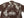 Duke Kahanamoku Hawaiian Shirt Men's 1950s Duke's Shell Reproduction Short-Sleeve Aloha Shirt DK39450 138 Brown