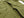 Buzz Rickson Tropical Jacket Men's US Vietnam War Jungle Fatigue Jacket BR12247 Olive