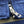 Load image into Gallery viewer, Satori Script Japanese Souvenir Jacket White Wolf Men&#39;s Sukajan GSJR-012 Navy-Blue/Beige
