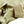 Load image into Gallery viewer, Satori Script Men&#39;s Japanese Souvenir Jacket Hawk Sukajan GSJR-018 Beige/Gold
