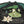 Load image into Gallery viewer, Hanatabi Gakudan Men&#39;s Japanese Souvenir Jacket Frog with Lotus Leaf Sukajan Script SSJ-513
