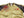 Hanatabi Gakudan Men's Japanese Souvenir Jacket Kintaro and the Giant Carp Sukajan Script SSJ-518